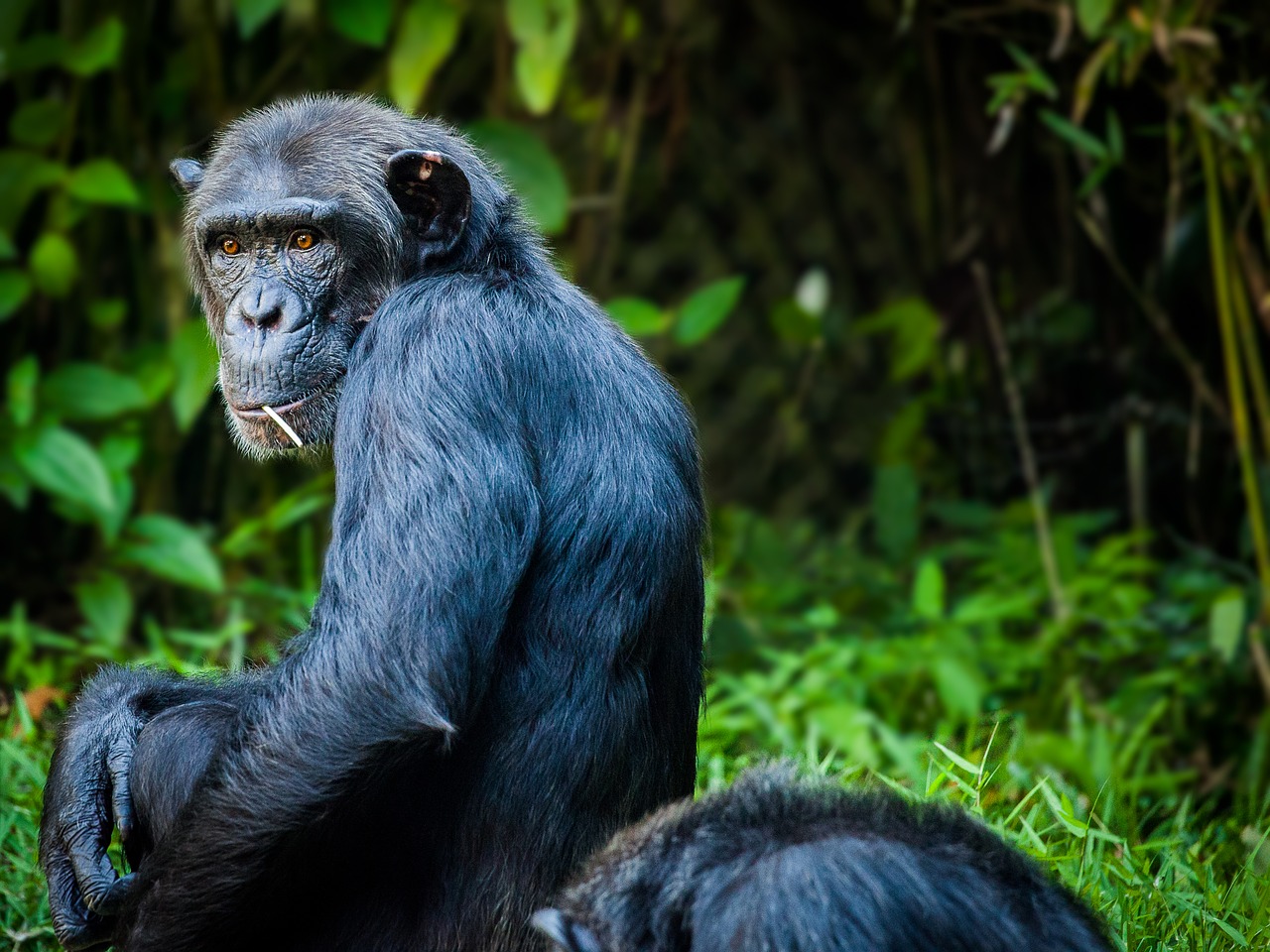 chimpanzee-1545010_1280