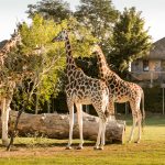 Africa LODGES girafe