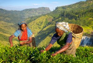 Plantation de thé sri Lanka