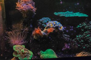 Aquarium de Paris coraux