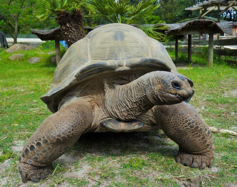 La Vallée des Tortues