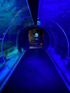 Sea life paris tunnel