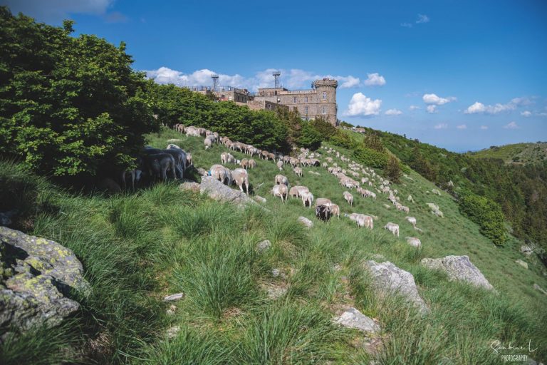 SUD CÉVENNES