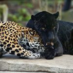 Jaguars - Parc zoologique de Paris, Muséum national d'Histoire naturelle