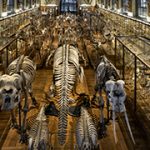 Galerie de Paléontologie et d'Anatomie Comparée - Jardin des Plantes 