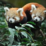 Panda Roux - Ménagerie, zoo du Jardin des Plantes