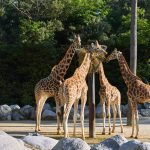 Zoo de La Palmyre_Girafes