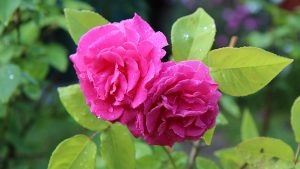 Journées de la rose - Saumur roses-etienne-gontier-pixabay-1280-1600x900