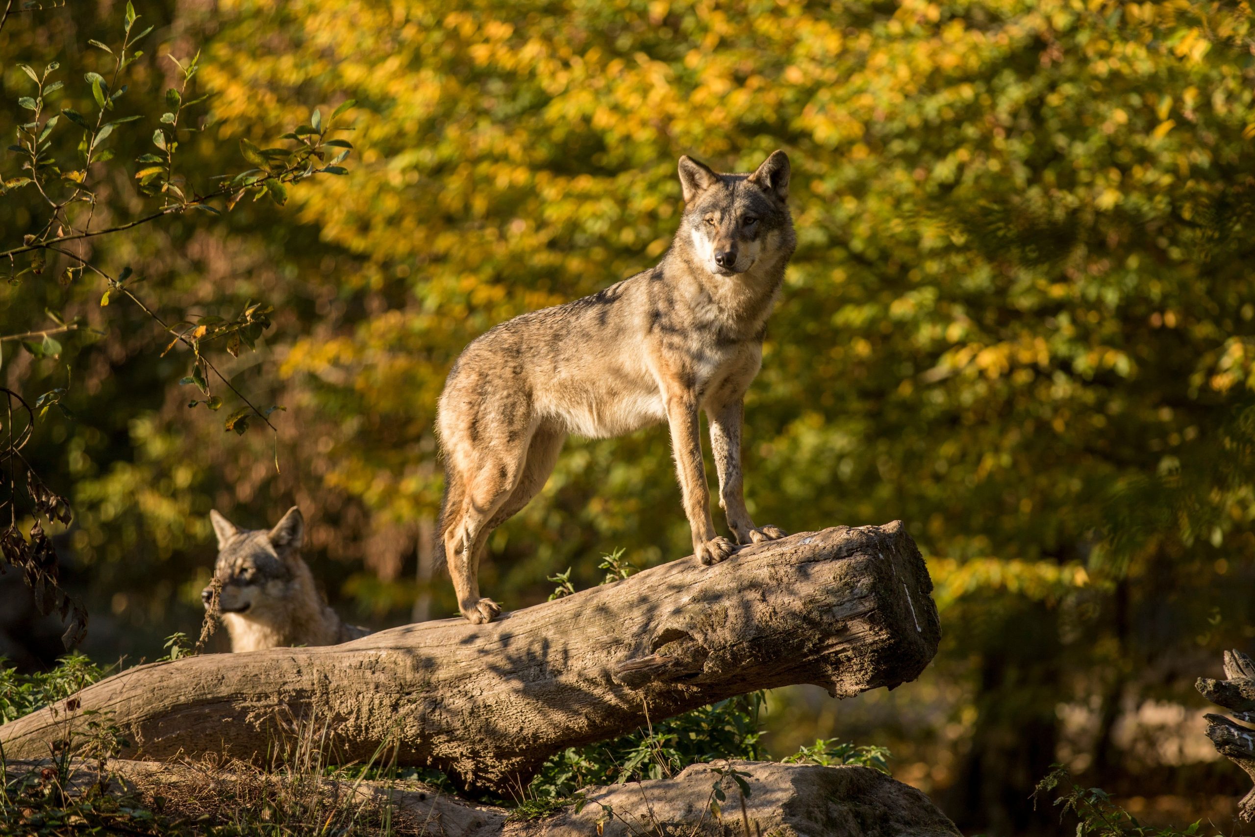 PARC ANIMALIER DE SAINTE-CROIX