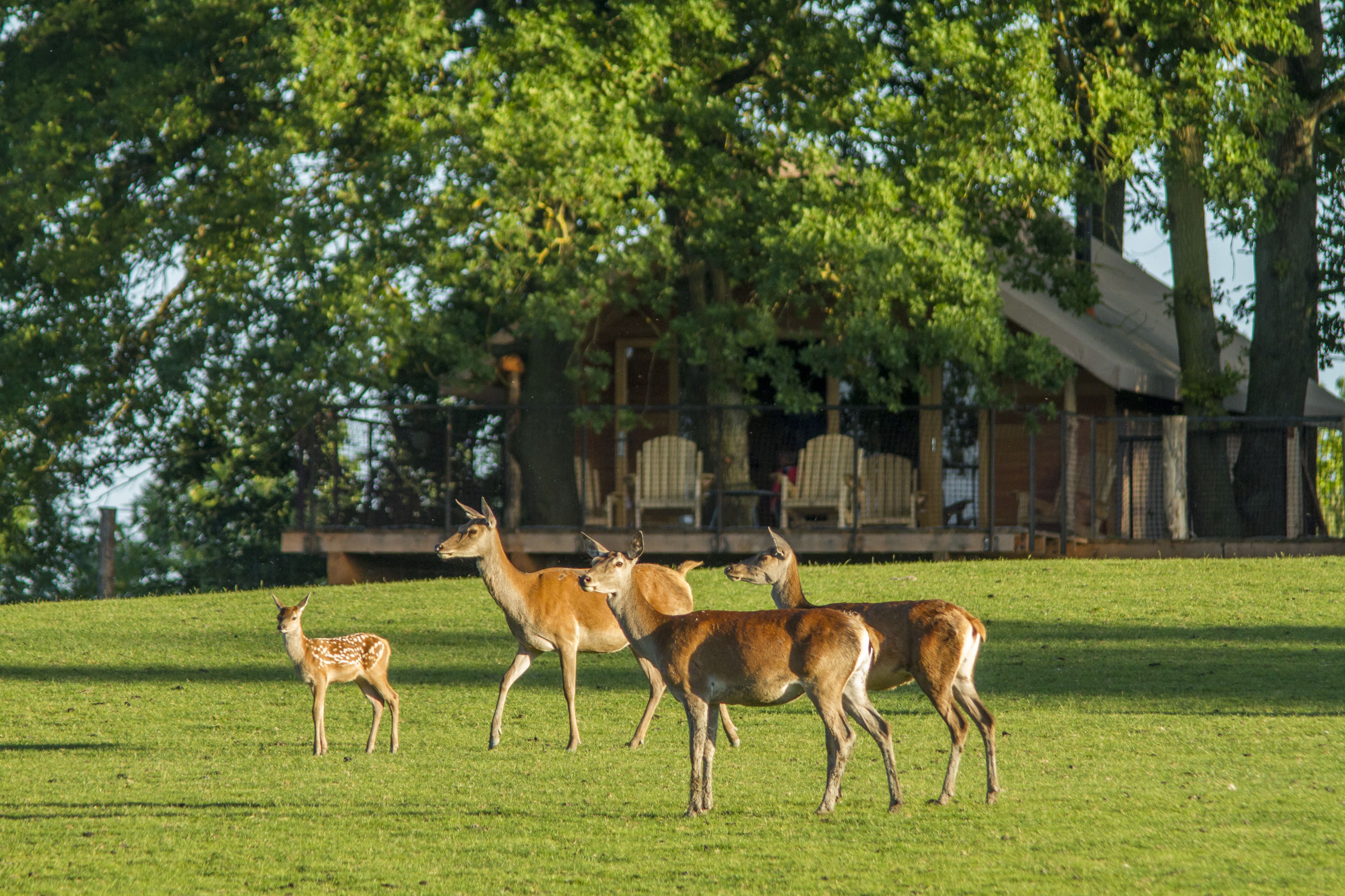 Parc animalier de Sainte-Croix : 45 ans d’engagement en faveur des animaux !