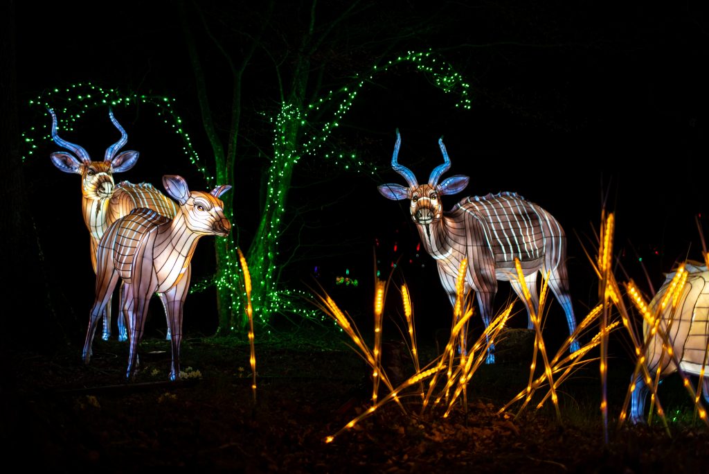 Wow Safari Peaugres : l’aventure grandeur nature pour les salariés !