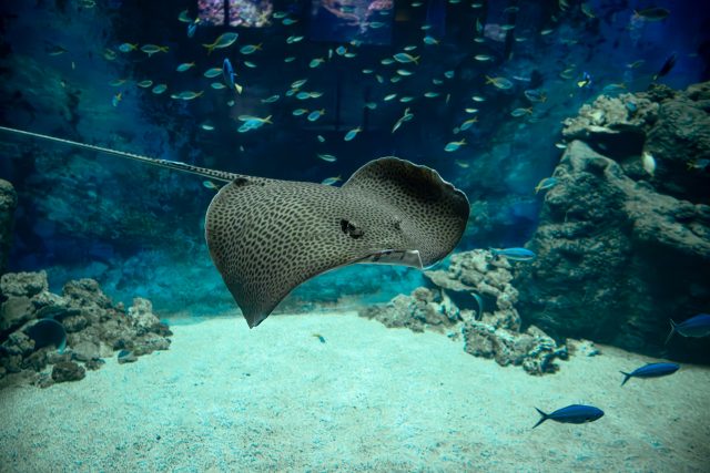 Aquarium_de_Lyon_billetterie_InfluenceCSE_arbre_de_Noel_1 Aquarium de Lyon : plongée au cœur de 39 écosystèmes sous-marins !