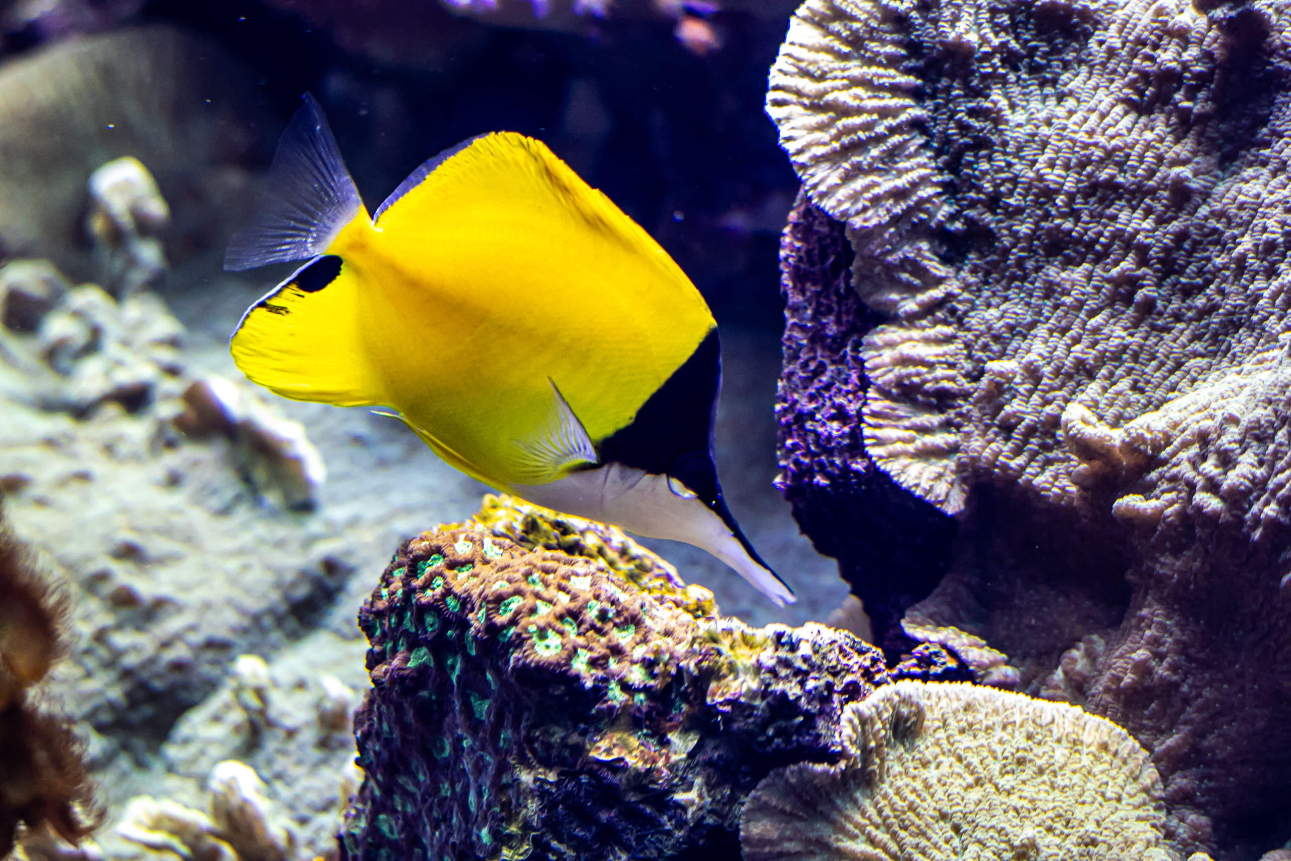 Aquarium de Lyon : plongée au cœur de 39 écosystèmes sous-marins !