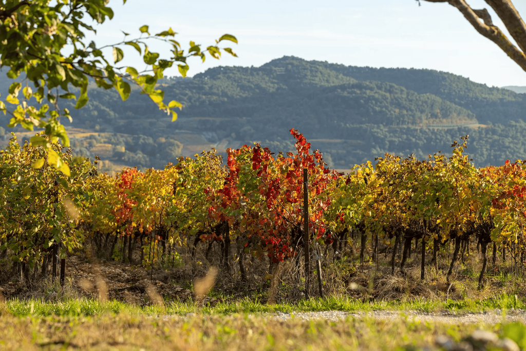 Drome_provencale_sortie_culture_CSE_influenceCSE_