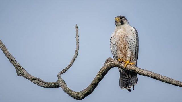 Faucon_pèlerin À la découverte des trésors sauvages d’Auvergne