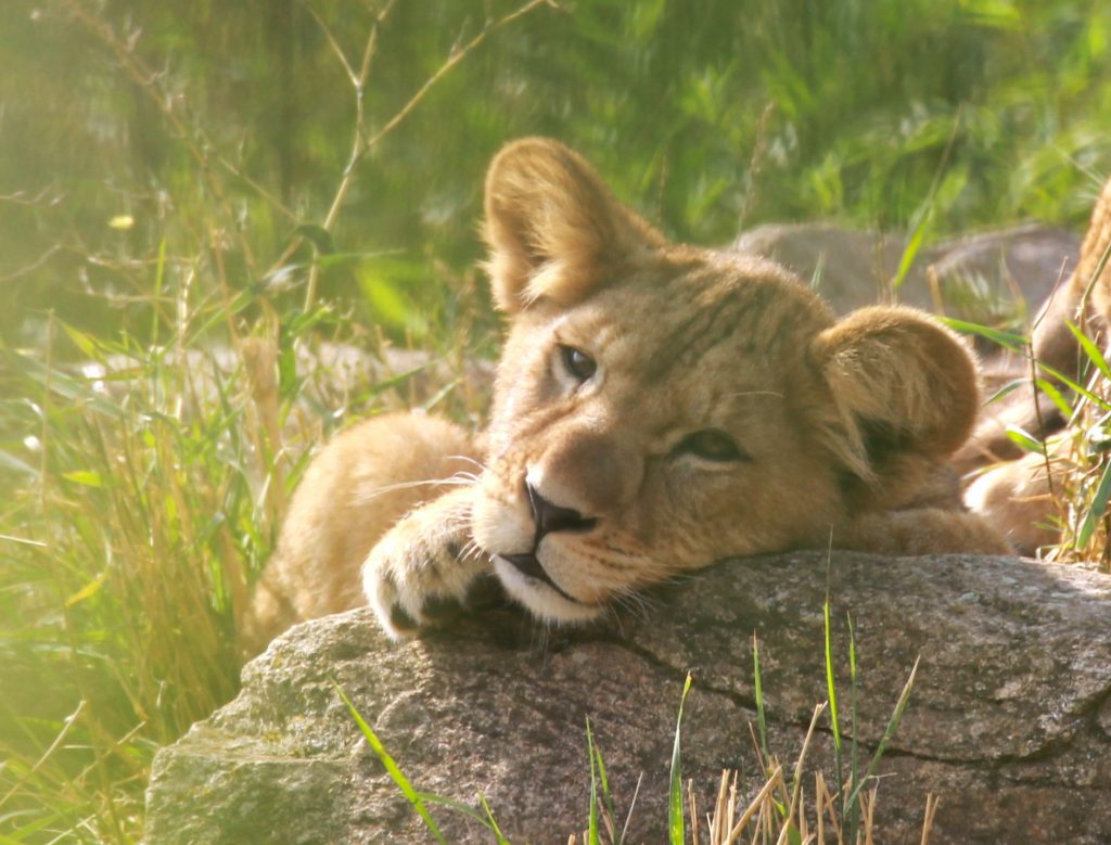 Un moment privilégié avec la nature, au Parc Animalier d’Auvergne !