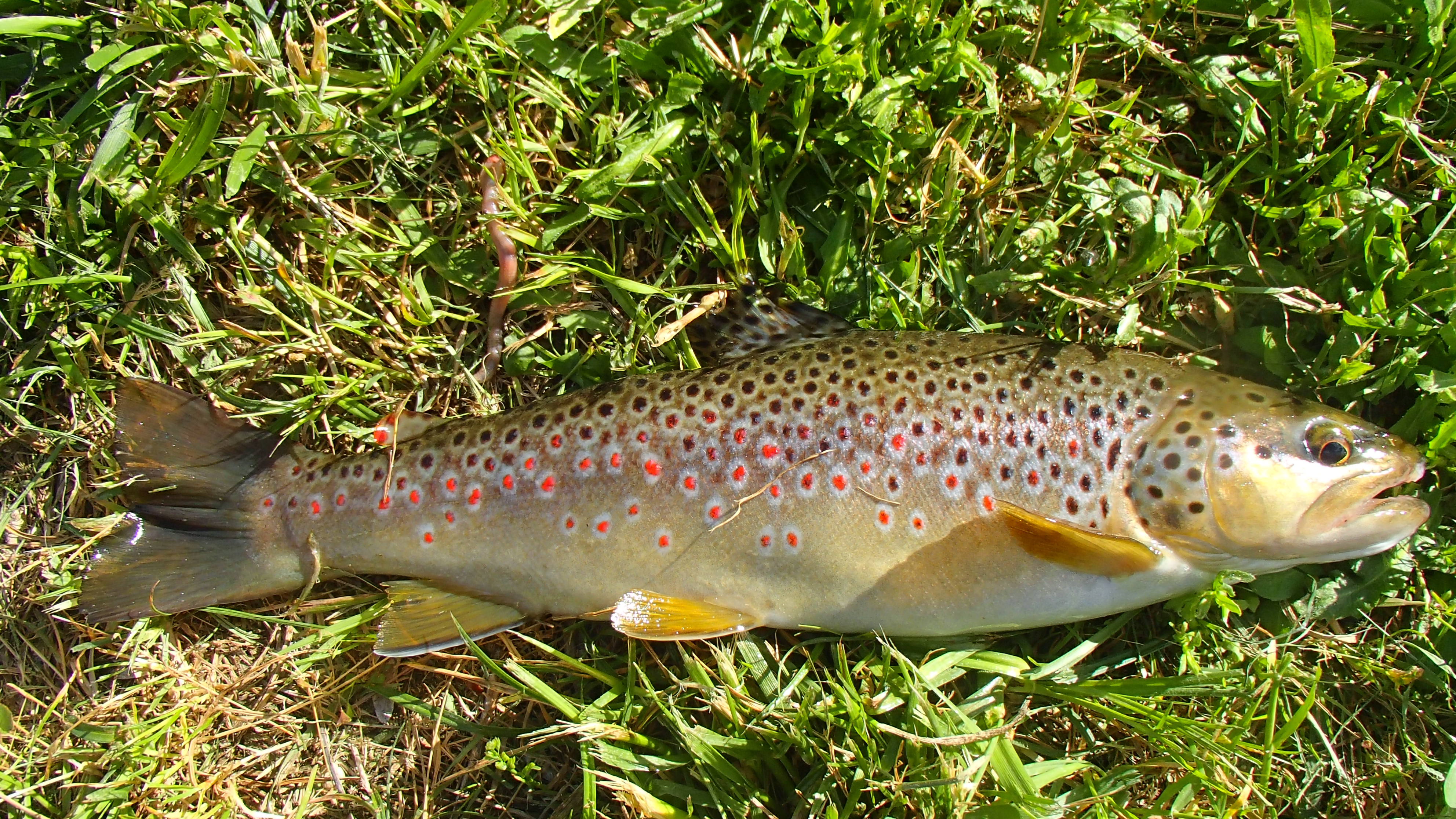 À la découverte des trésors sauvages d’Auvergne