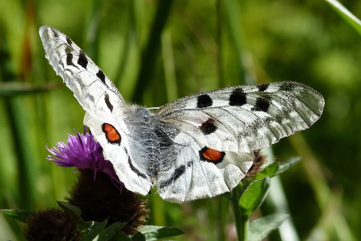 À la découverte des trésors sauvages d’Auvergne