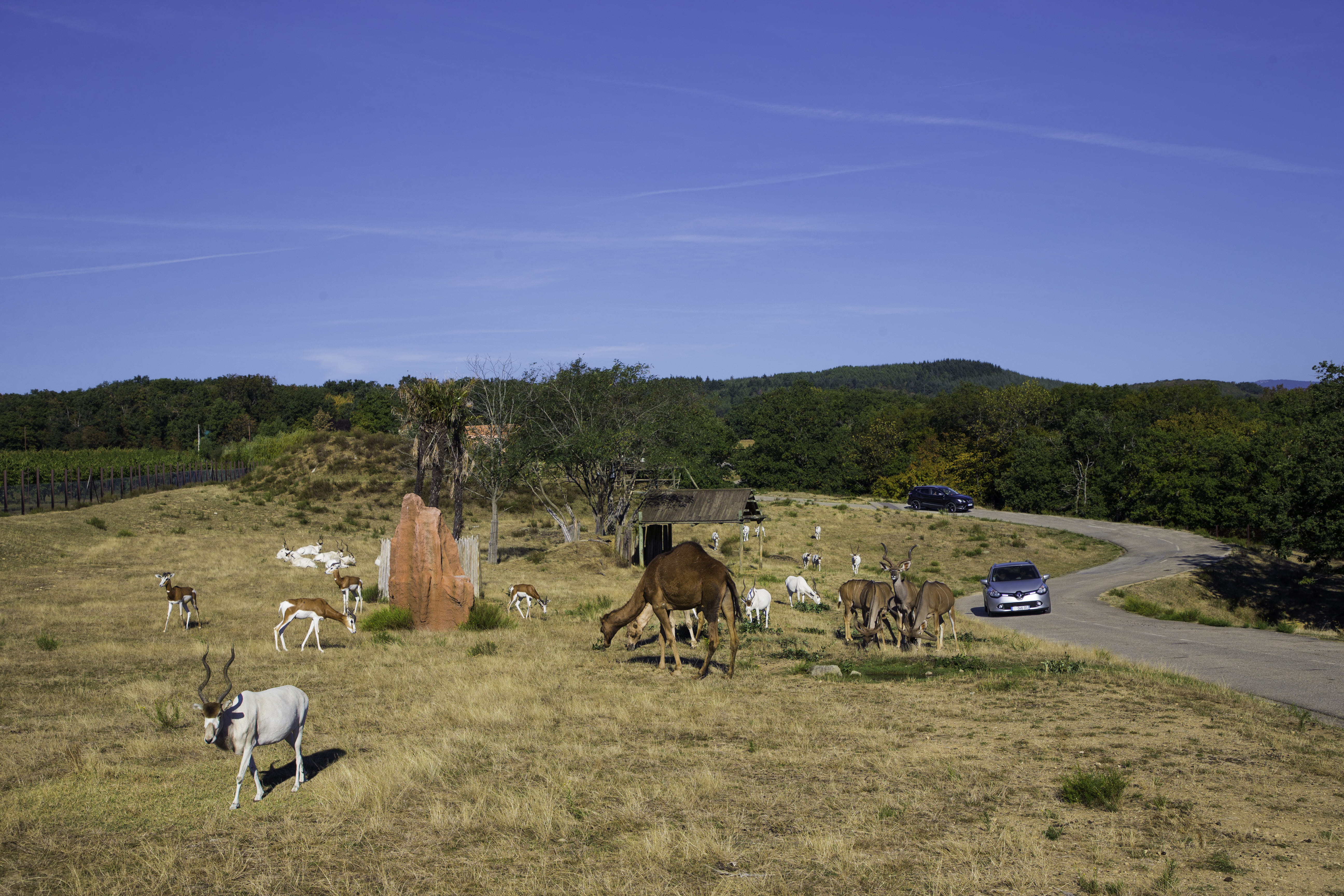 Wow Safari Peaugres : l’aventure grandeur nature pour les salariés !