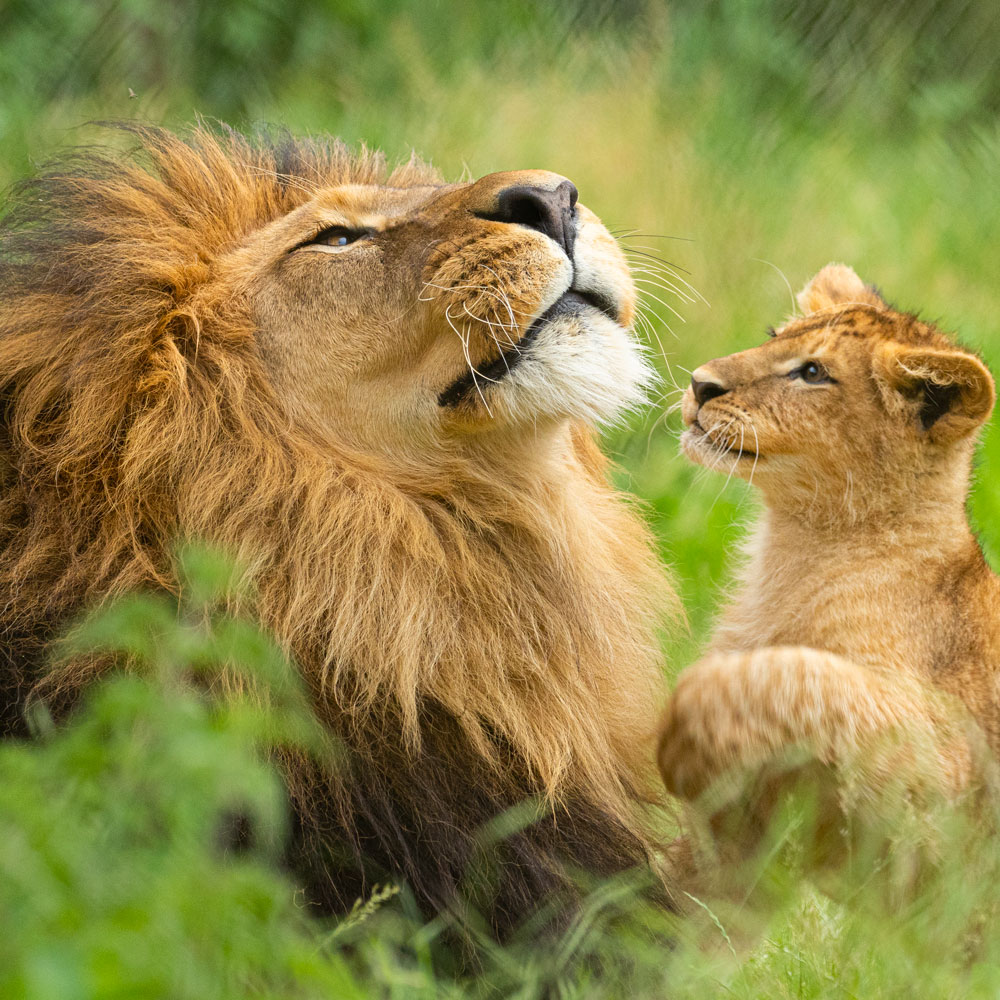 Pairi Daiza 2026 — Edenya serre tropicale parc animalier Belgique billetterie CSE