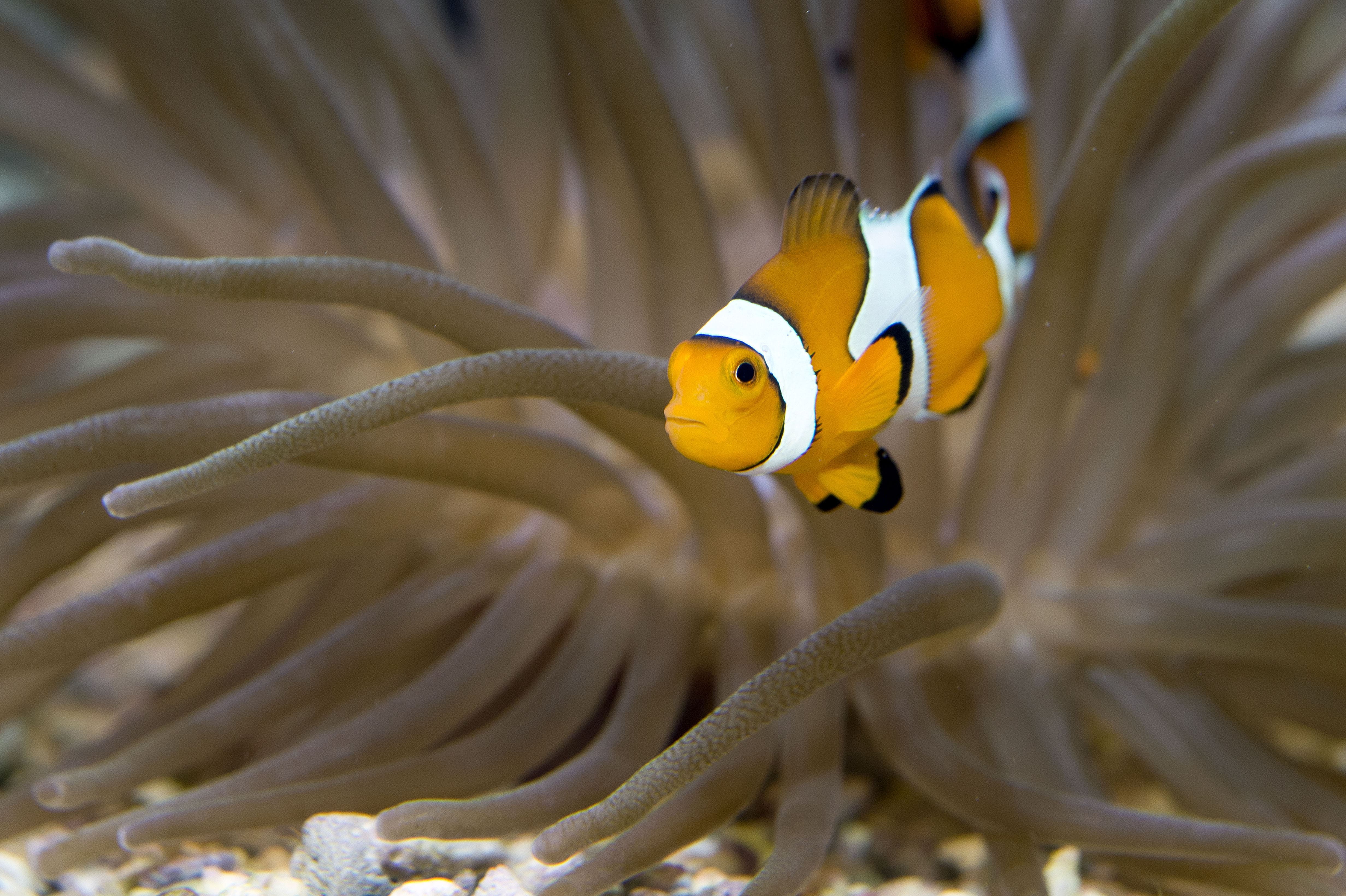 Musée Océanographique de Monaco — Billetterie CSE, aquariums, expositions immersives et arbres de Noël sur le mythique Rocher