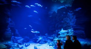 Planet Ocean Montpellier : cap sur les beautés de la mer et de l’univers ! lanet Ocean Montpellier aquarium et planétarium Odysseum