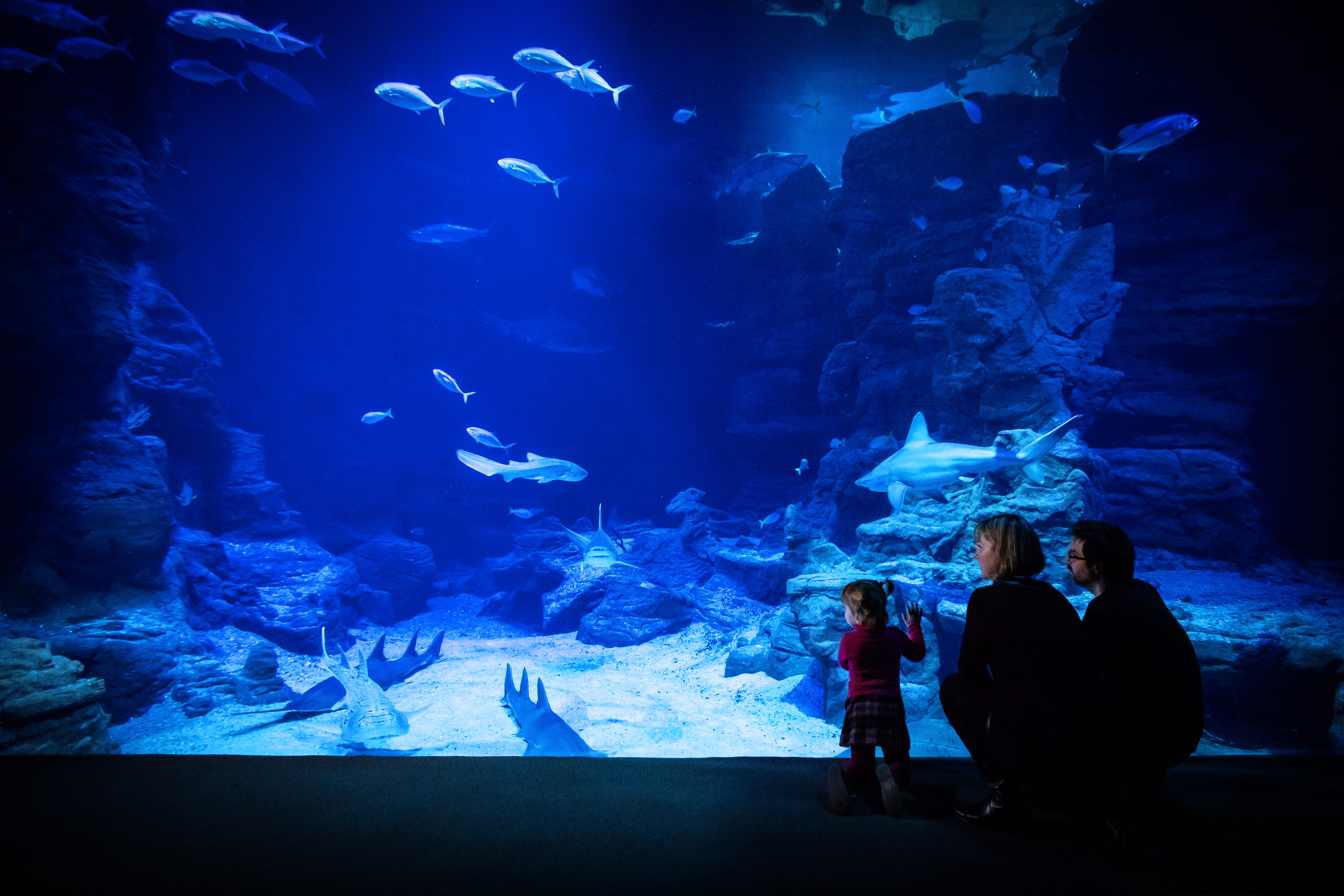 Planet Ocean Montpellier : cap sur les beautés de la mer et de l’univers ! lanet Ocean Montpellier aquarium et planétarium Odysseum