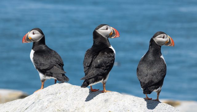 Zoo-et-parc-animalier-billetterie-bretagne-offre-cse-magazine-influence!CSE-1 Bretagne : sites animaliers pour sorties CSE entre faune et nature