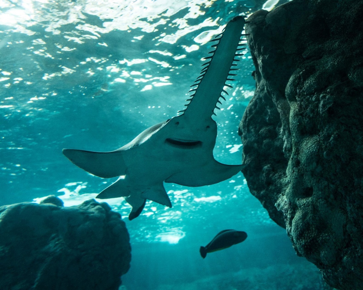 Océanopolis Brest : centre de culture scientifique et sortie CSE marine
