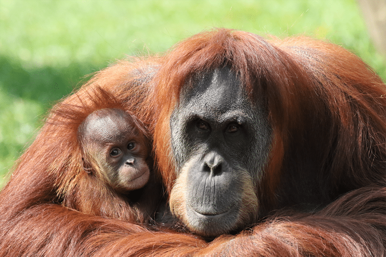 ZOO-Boissire-du-dore-singe
