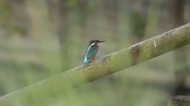 Entre mer, bocage et forêts, la Normandie regorge d'occasions d'observer la faune, en liberté ou dans les parcs animaliers. Phoques du Mont-Saint-Michel, oiseaux des falaises d'Étretat, zoos de Cerza et Jurques : des sorties nature accessibles et pédagogiques pour les CSE.