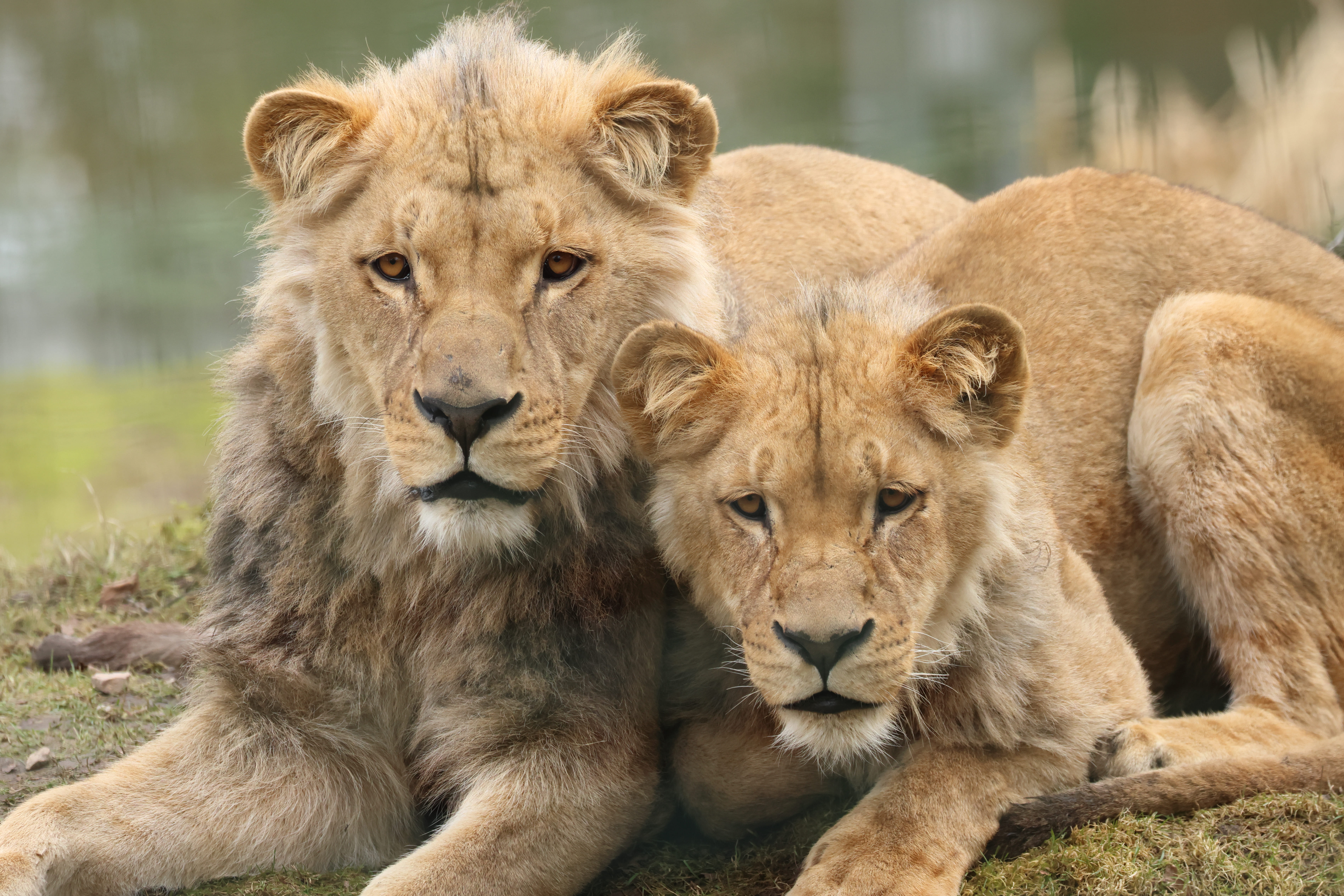 lions du zoo de Jurques