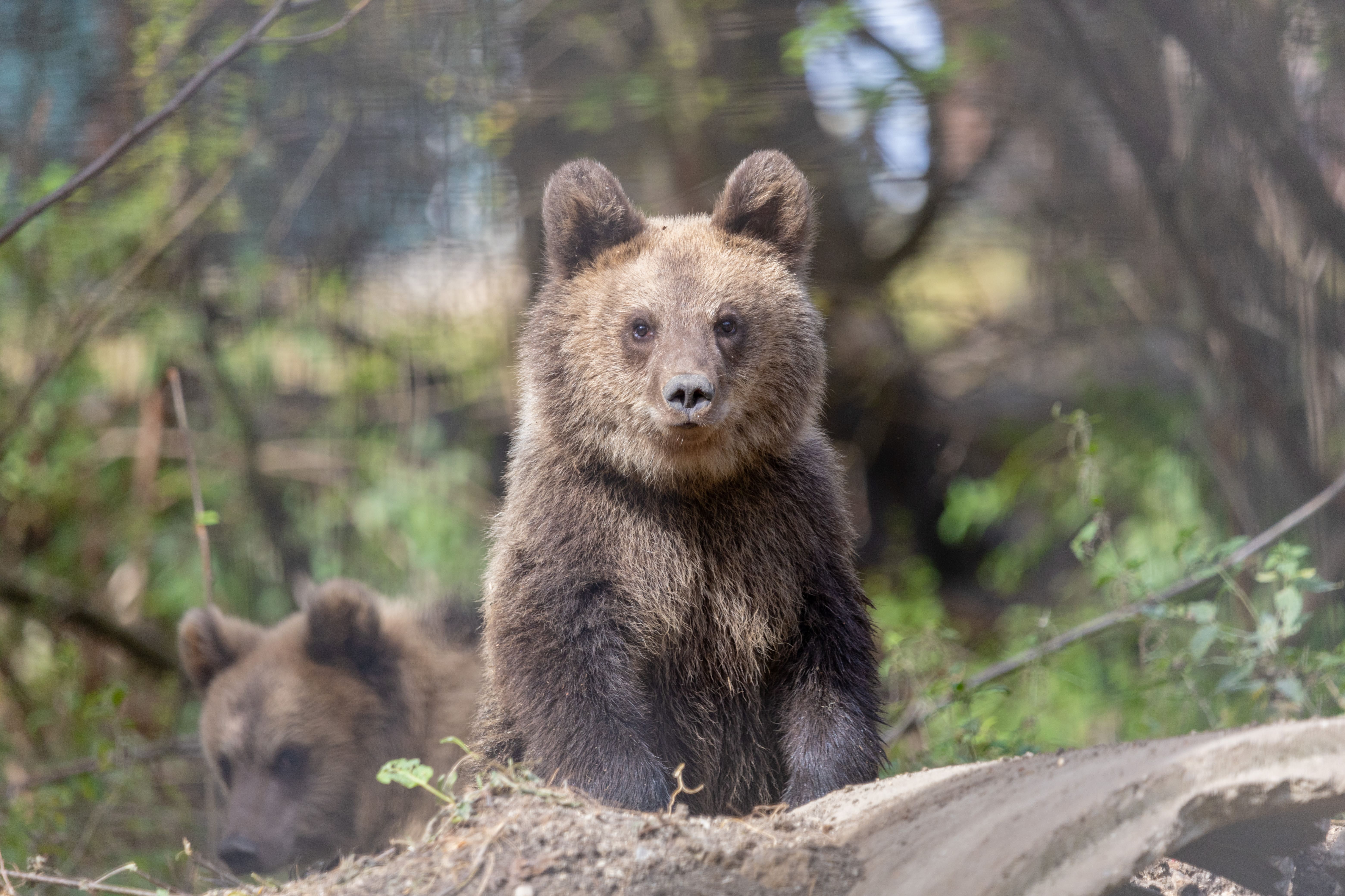Le Parc de Sainte-Croix, parc animalier CSE en Moselle