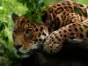Zoo d’Amnéville, 40 ans d’émotions sauvages Le Zoo d'Amnéville fête ses 40 ans, sortie CSE en Moselle