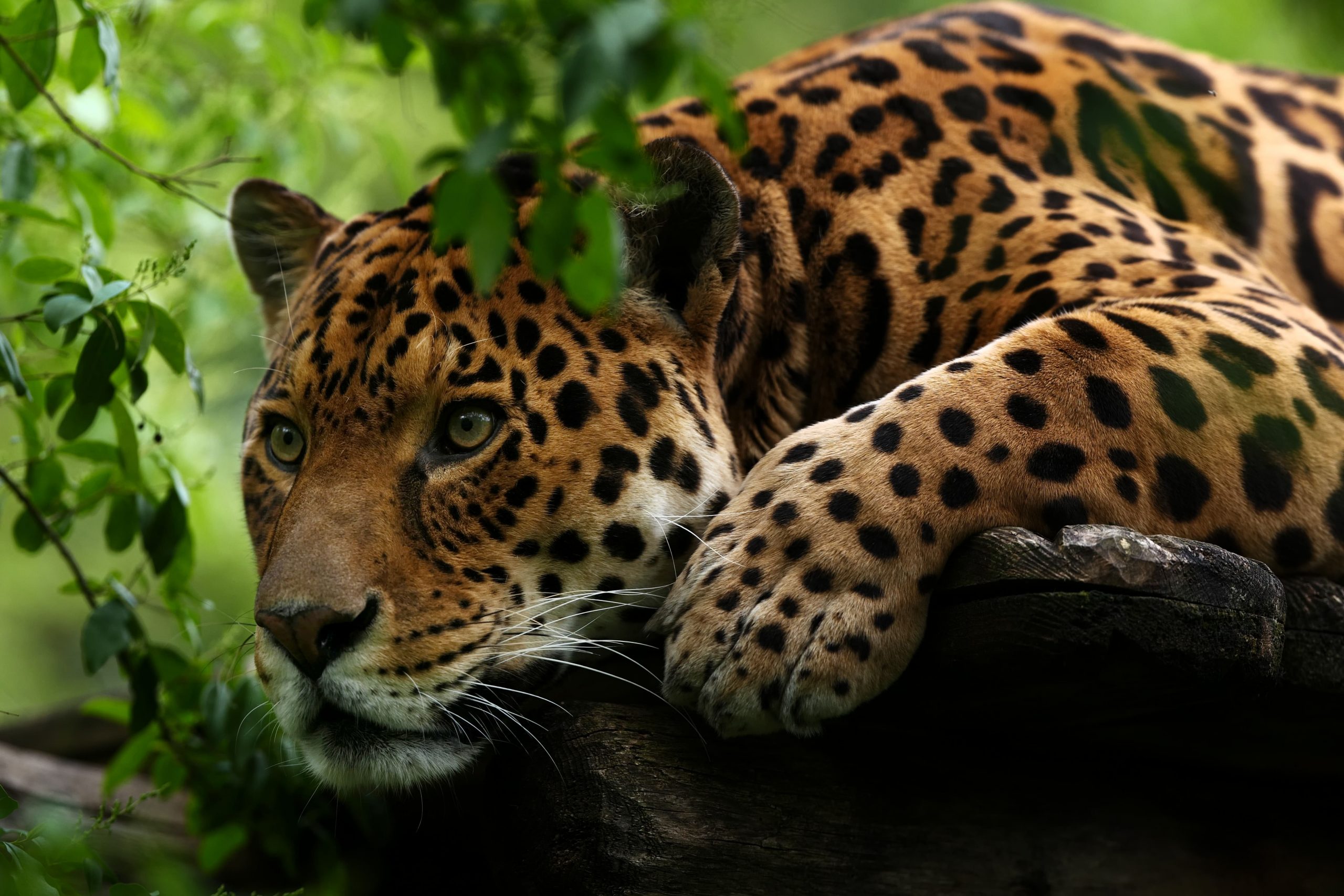ZOO D&rsquo;AMNÉVILLE