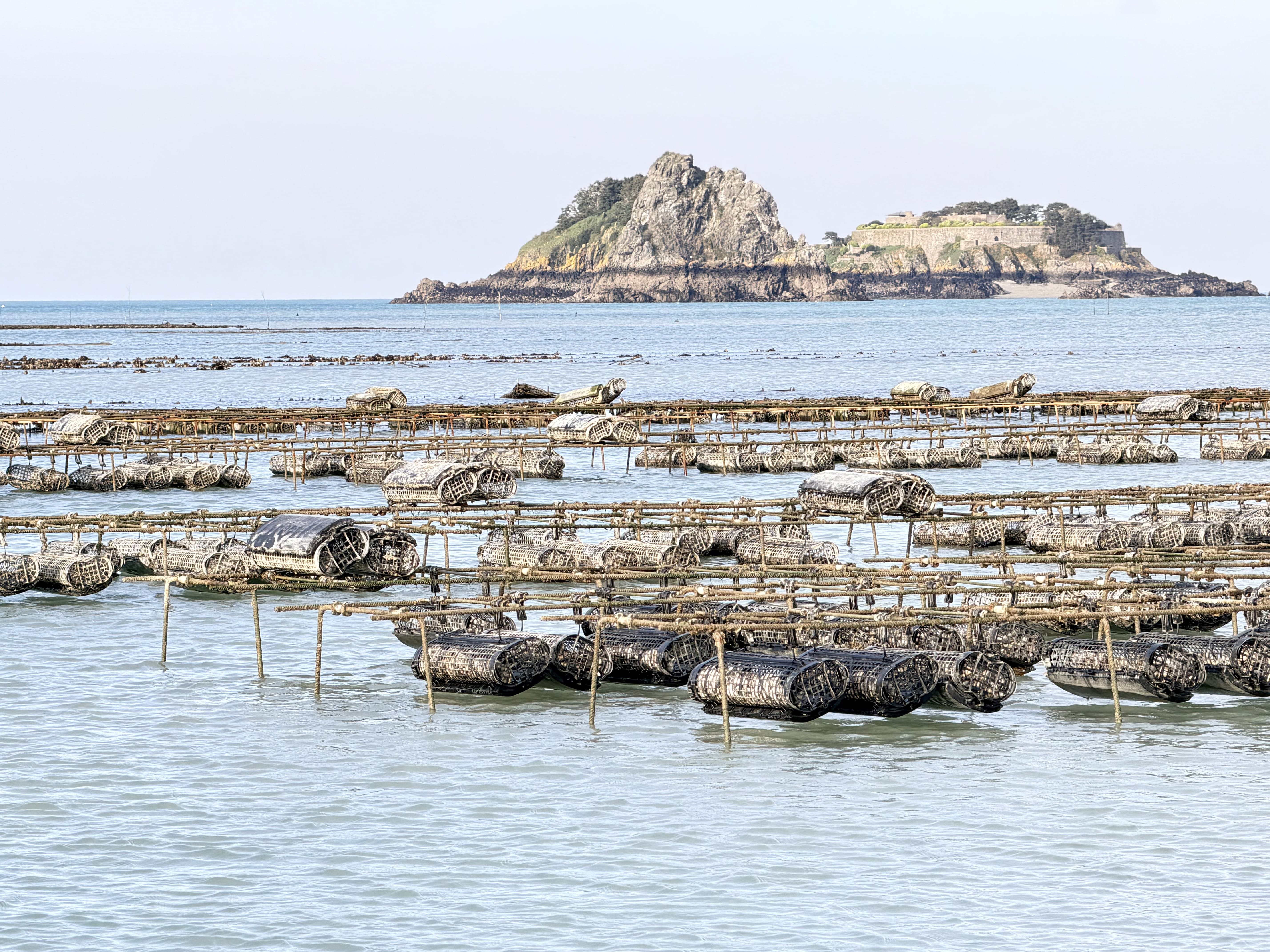 Les huîtres de Cancale, stars des tables de fêtes !