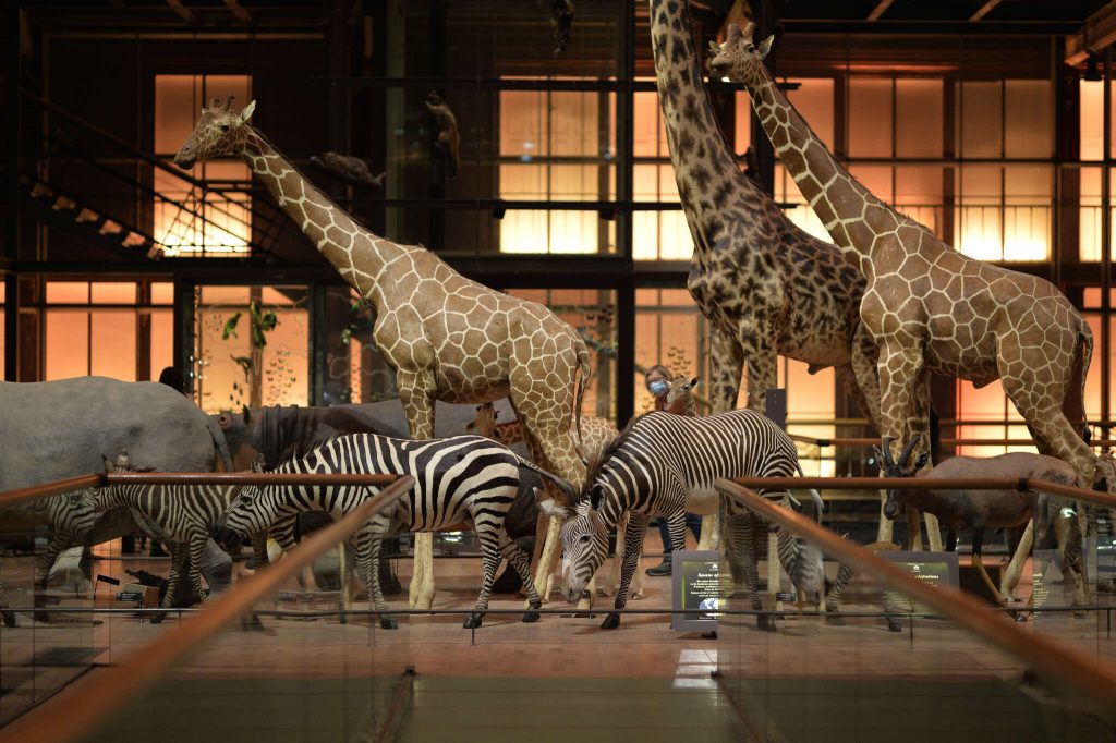 La Grande Galerie de l'Évolution du Muséum, sortie CSE