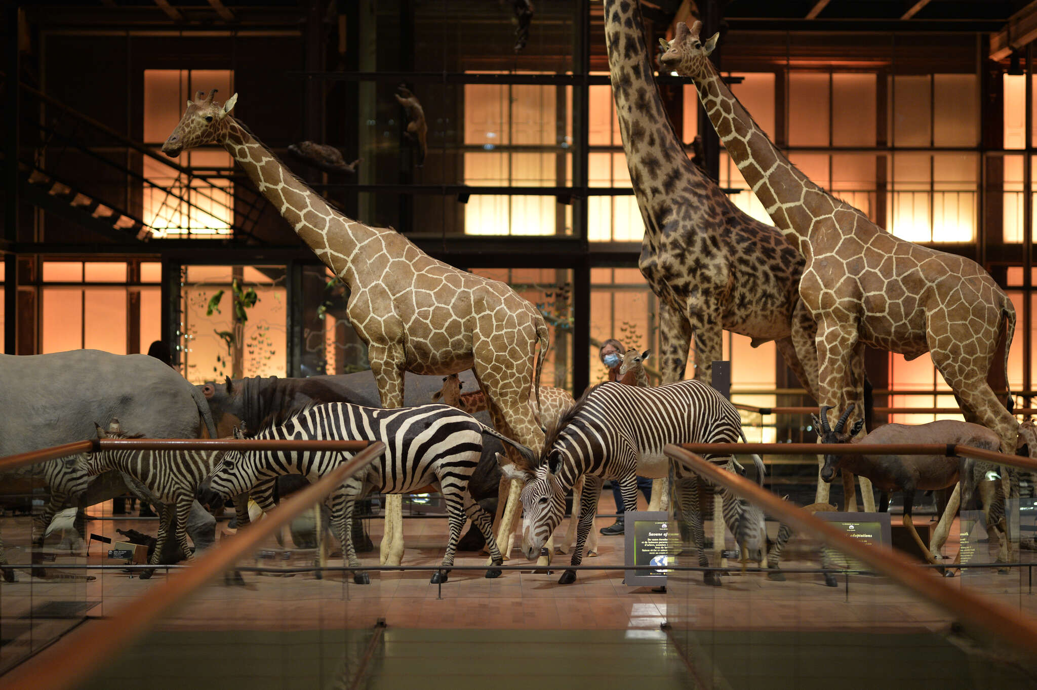 400 ans de découvertes… et toujours la capacité à émerveiller ! La Grande Galerie de l'Évolution du Muséum, sortie CSE