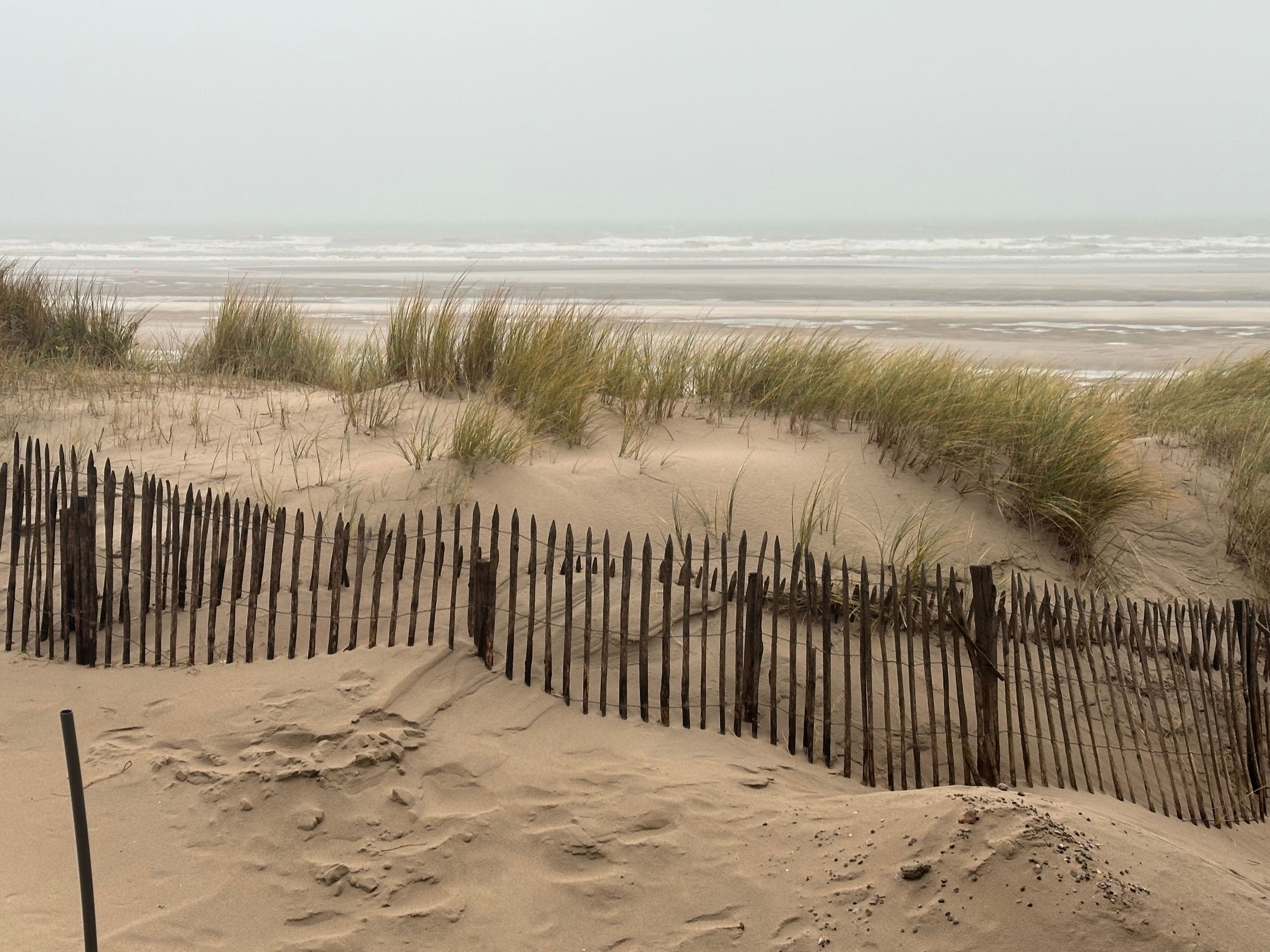 Dune protégée par des ganivelles et oyats, le long d’un sentier du littoral